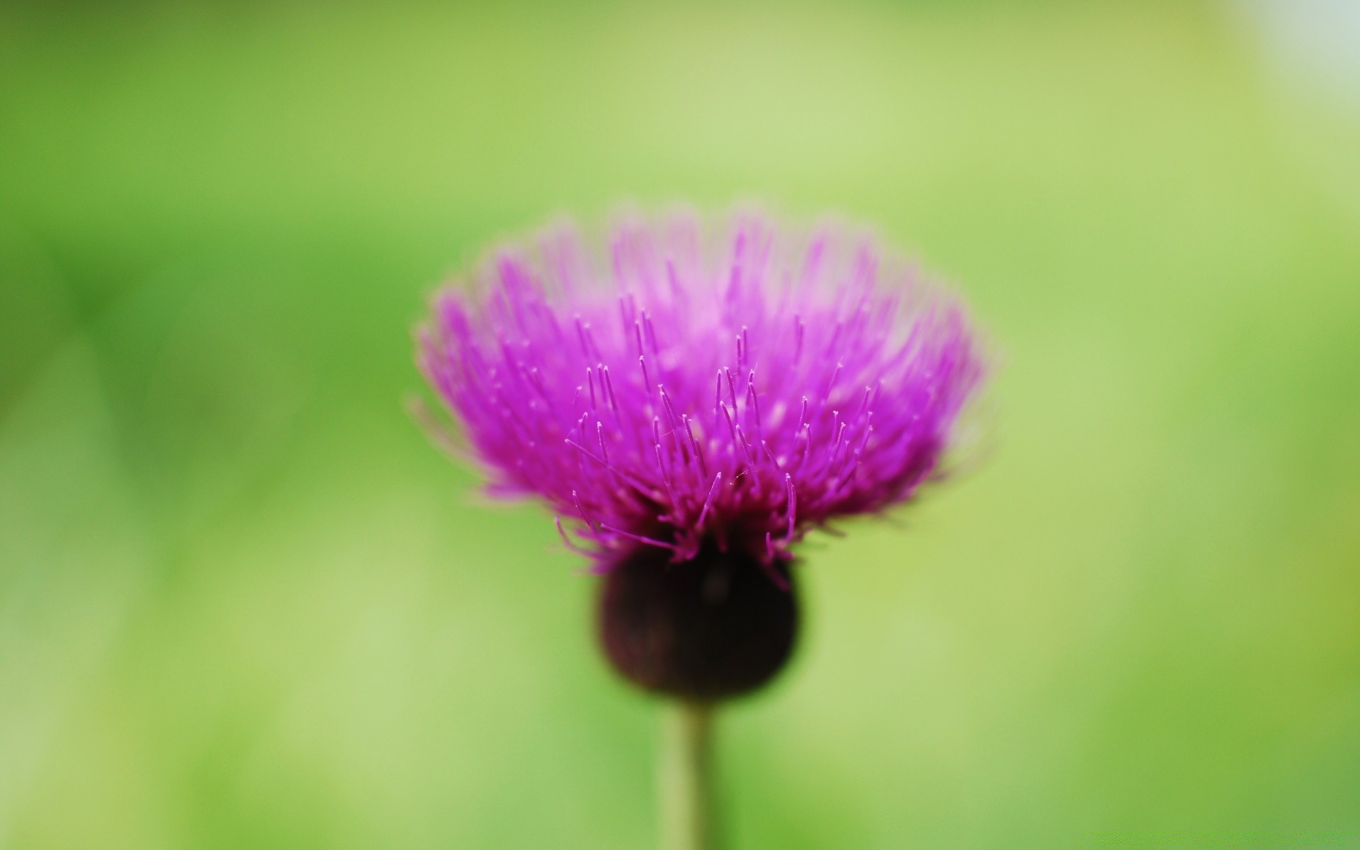 macro natura estate foglia fiore flora all aperto sfocatura luminoso erba crescita delicato