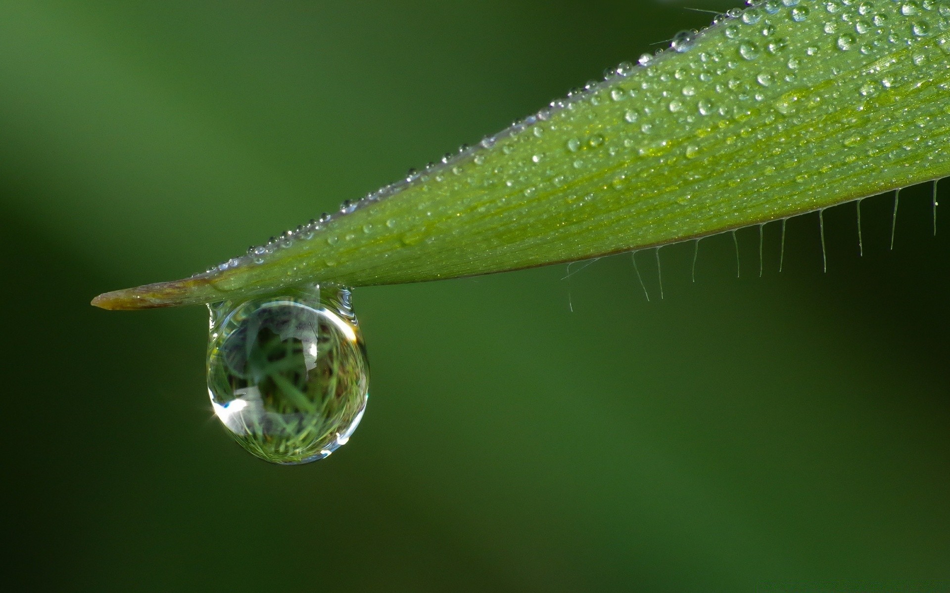 fotografia macro orvalho chuva folha gota gotas natureza água molhado gotas flora pureza jardim vertedouro crescimento