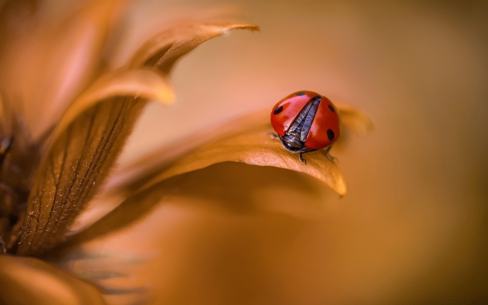 macro insect blur ladybug flower invertebrate nature beetle biology one dof leaf still life outdoors summer