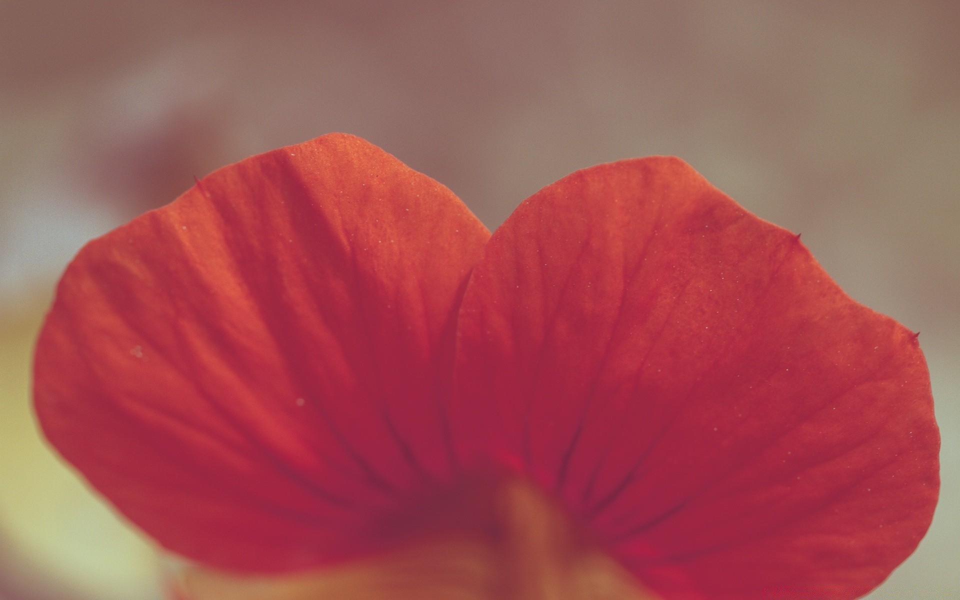 makro fotoğrafçılığı çiçek doğa bulanıklık flora yaz yaprak renk petal