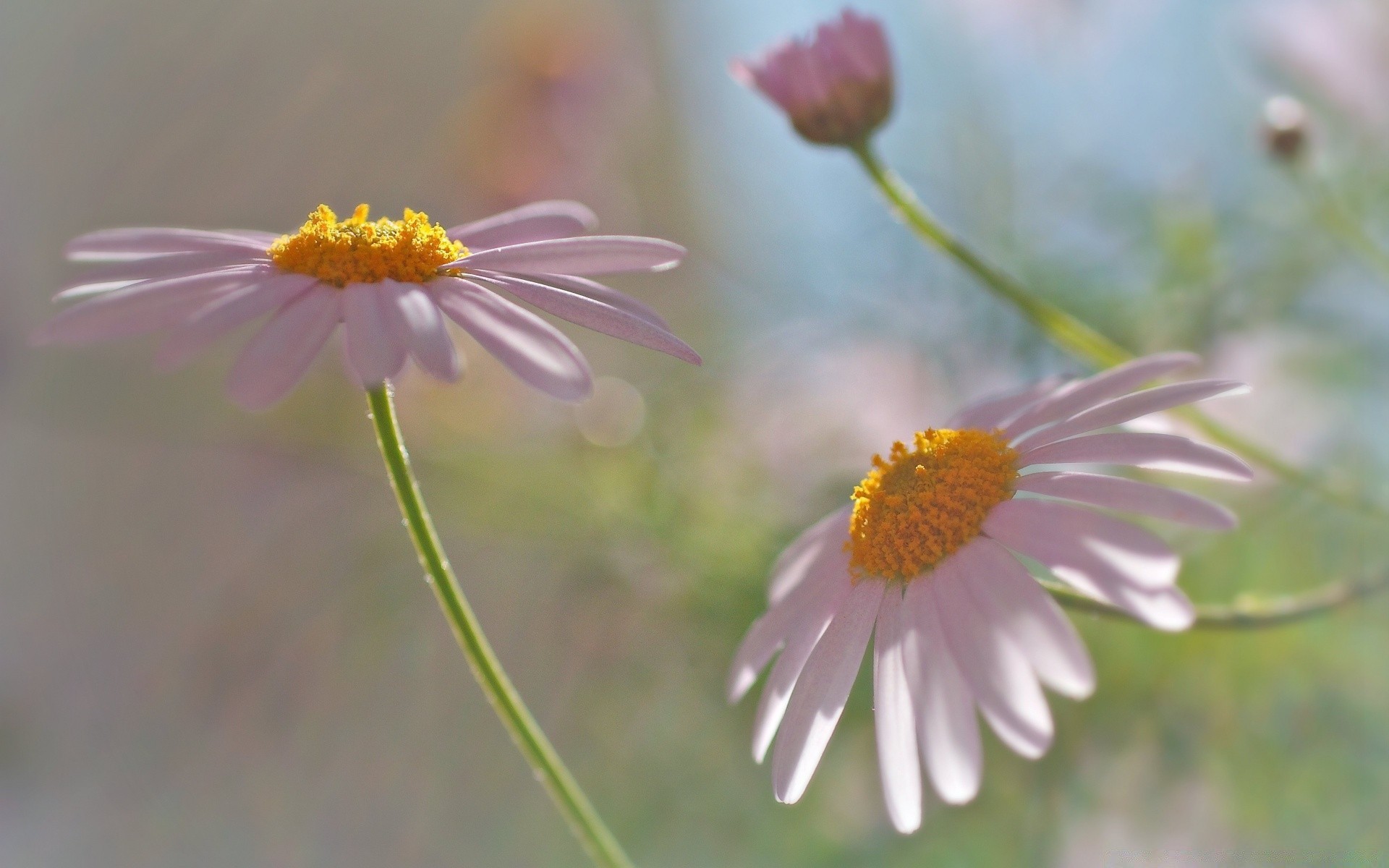 makro fotoğrafçılığı doğa çiçek flora yaz papatyalar bahçe alan çiçeklenme petal çiçek yakın çekim vahşi yaprak saman kır çiçeği parlak renk güzel büyüme