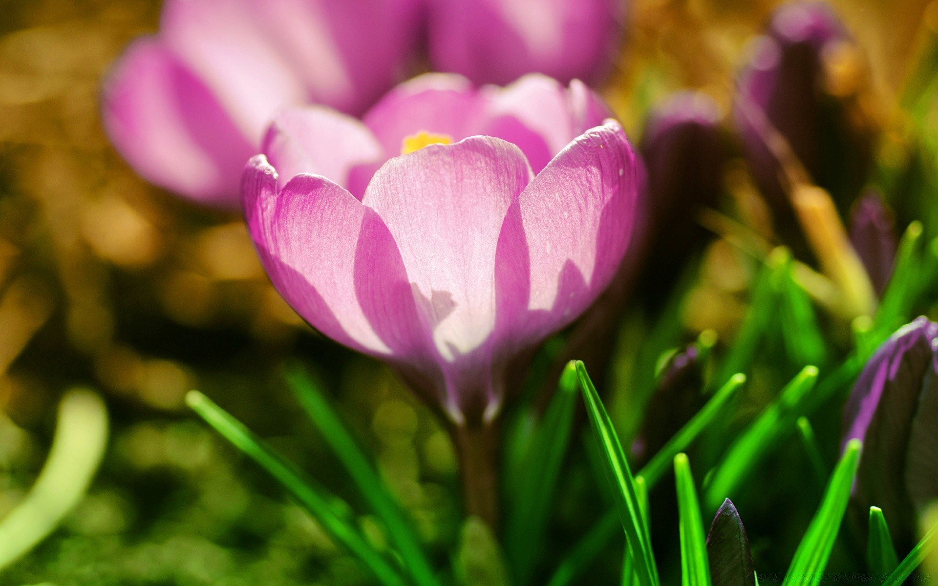 makro natura kwiat ogród flora kolor wielkanoc liść jasna trawa lato tulipan park płatek piękne pole kwiatowy bluming zbliżenie sezon