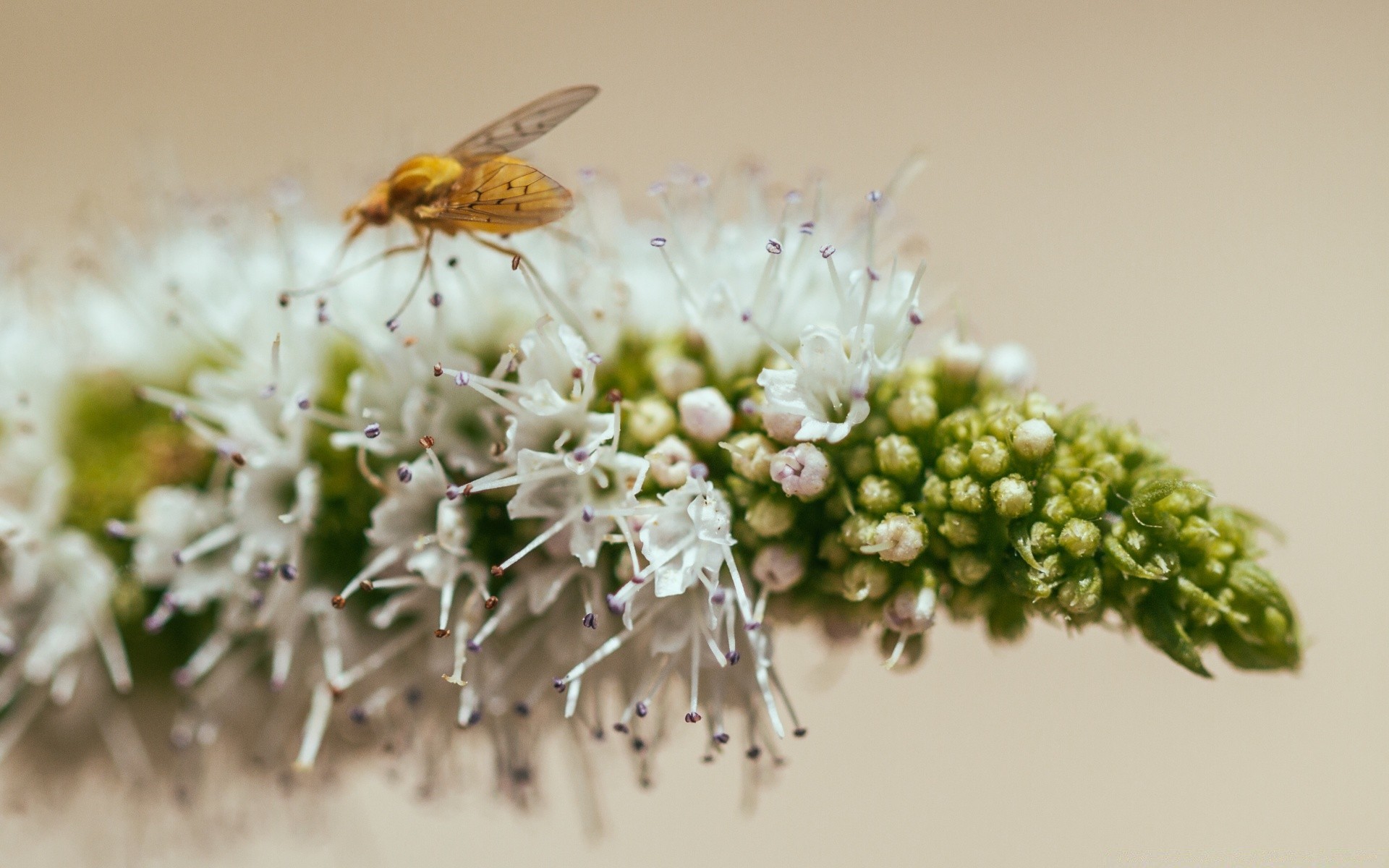 makro fotoğrafçılığı doğa böcek çiçek arı flora vahşi küçük yakın çekim biyoloji hayvan sinek renk