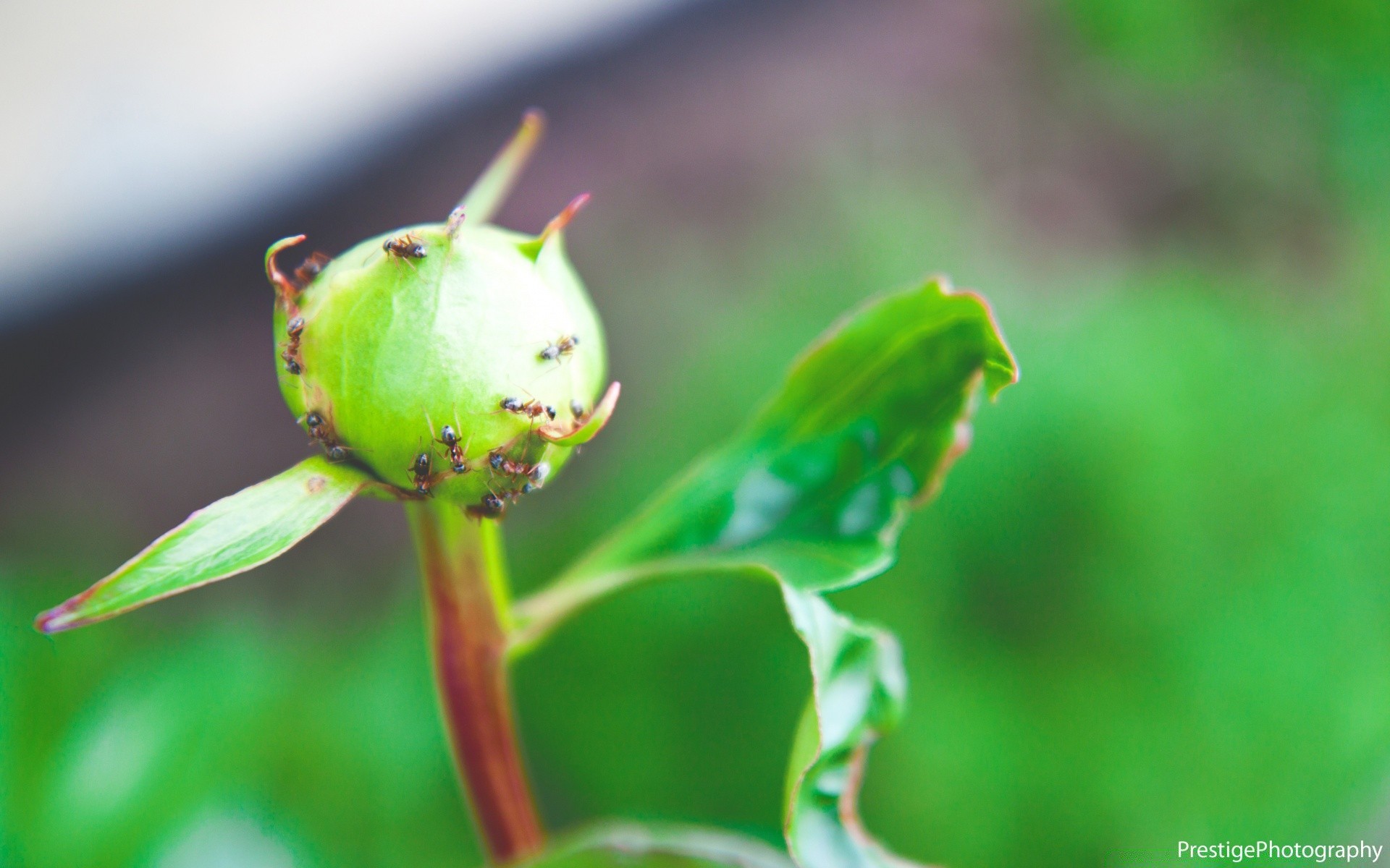 makro fotoğrafçılığı doğa yaprak açık havada yaz bulanıklık büyüme yağmur flora küçük parlak çiçek ekoloji yaban hayatı