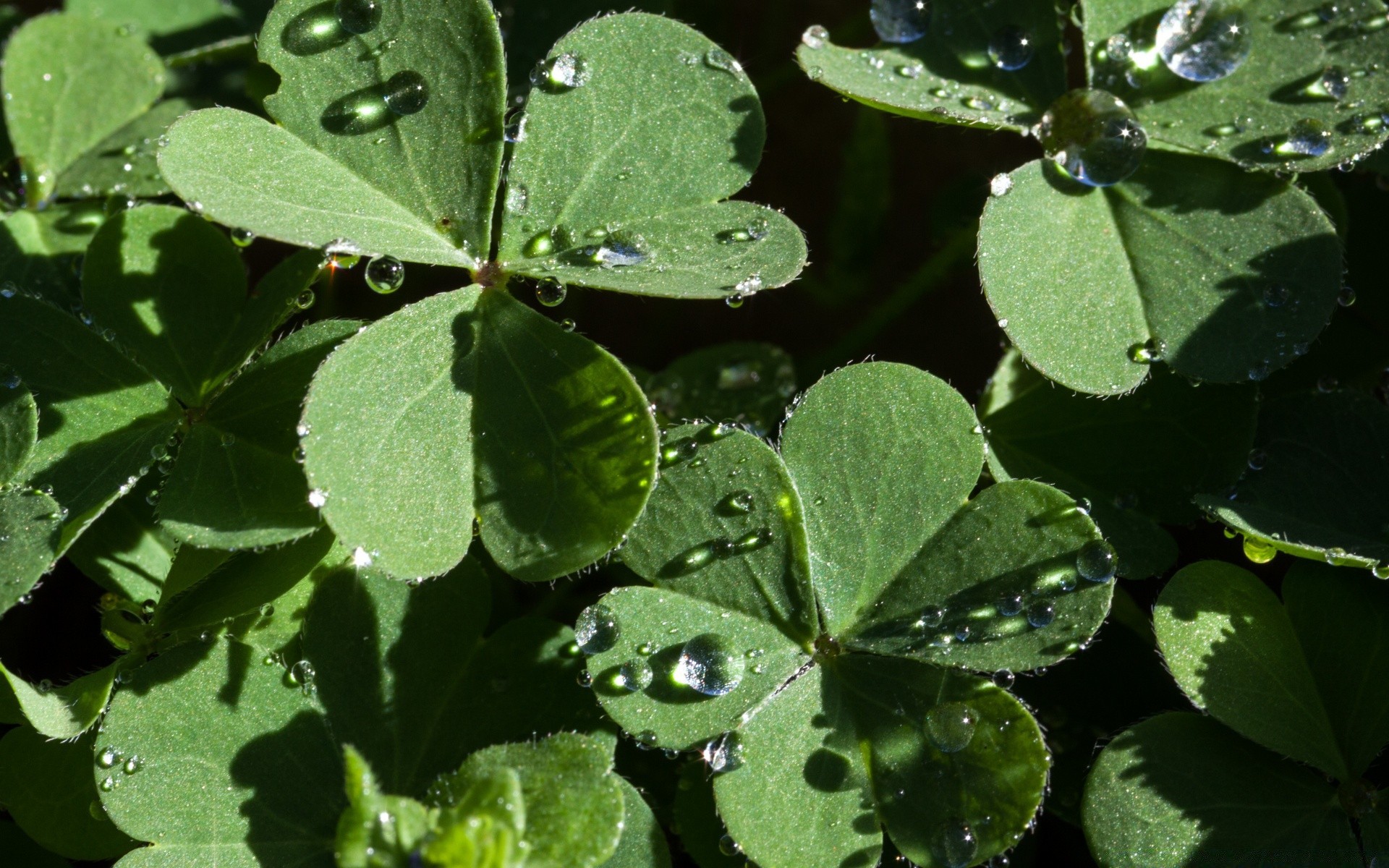 macro feuille flore nature environnement jardin fraîcheur croissance à l extérieur gros plan été pluie agriculture herbes chute alimentaire