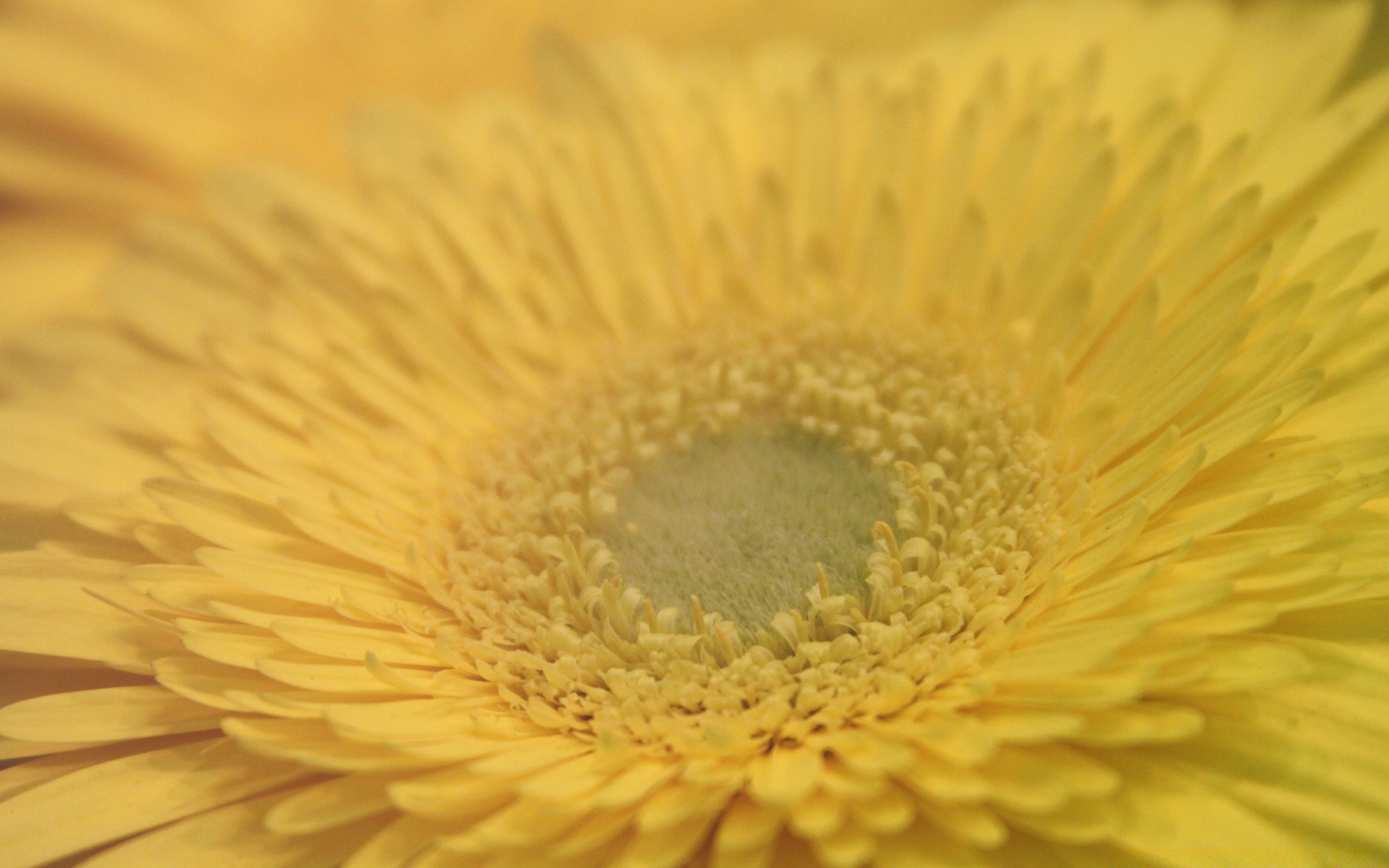 macro flora natura fiore close-up estate colore luminoso petalo crescita bella desktop fiore giardino vicino foglia