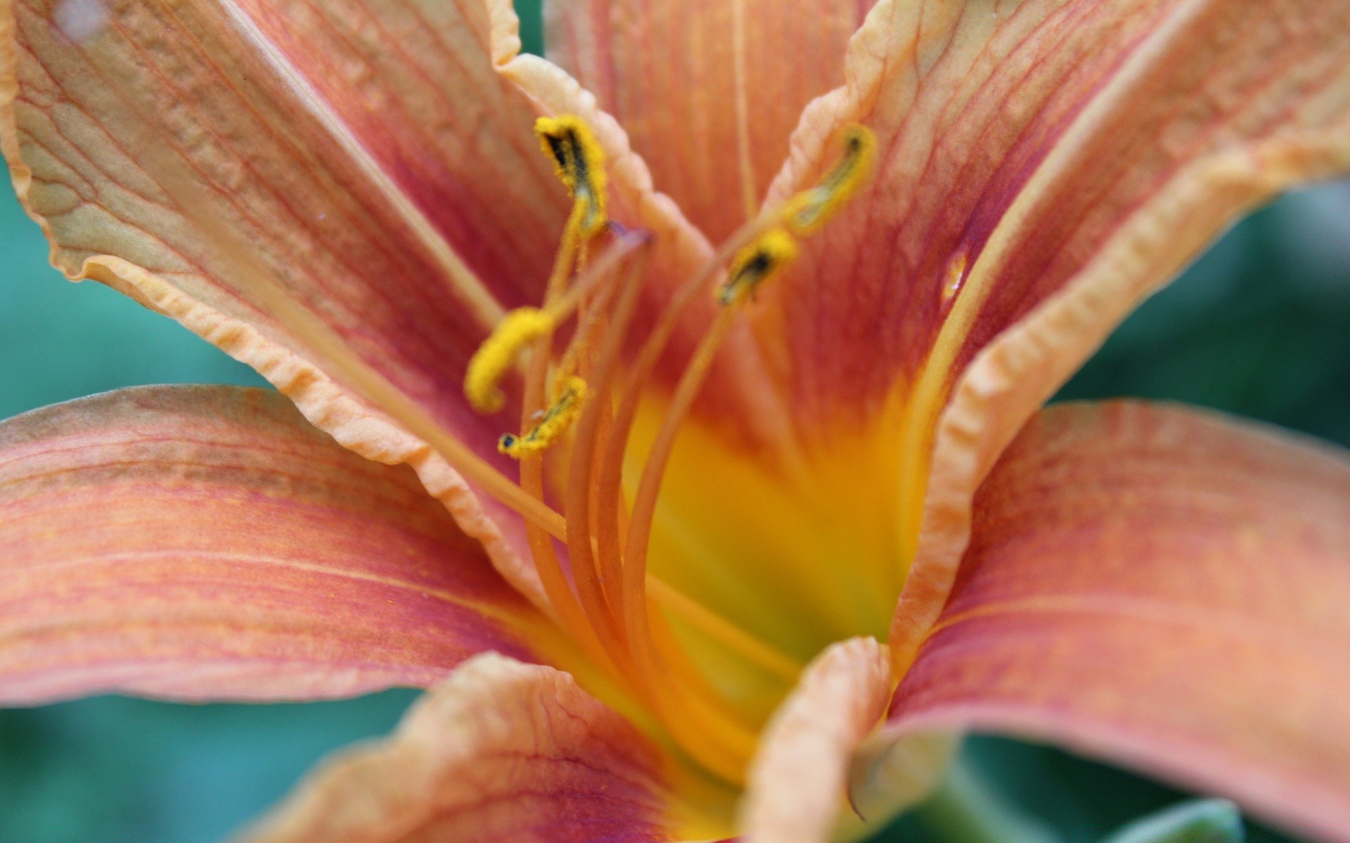 macro nature flower flora leaf color garden close-up