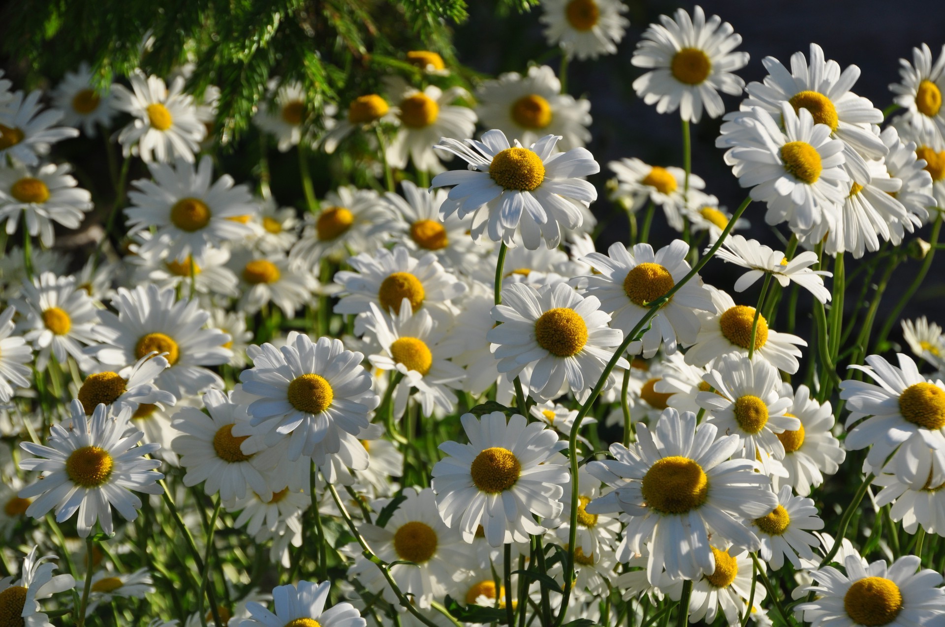 margherite natura fiore flora estate giardino campo luminoso floreale petalo stagione fioritura foglia crescita fieno bel tempo all aperto sole colore