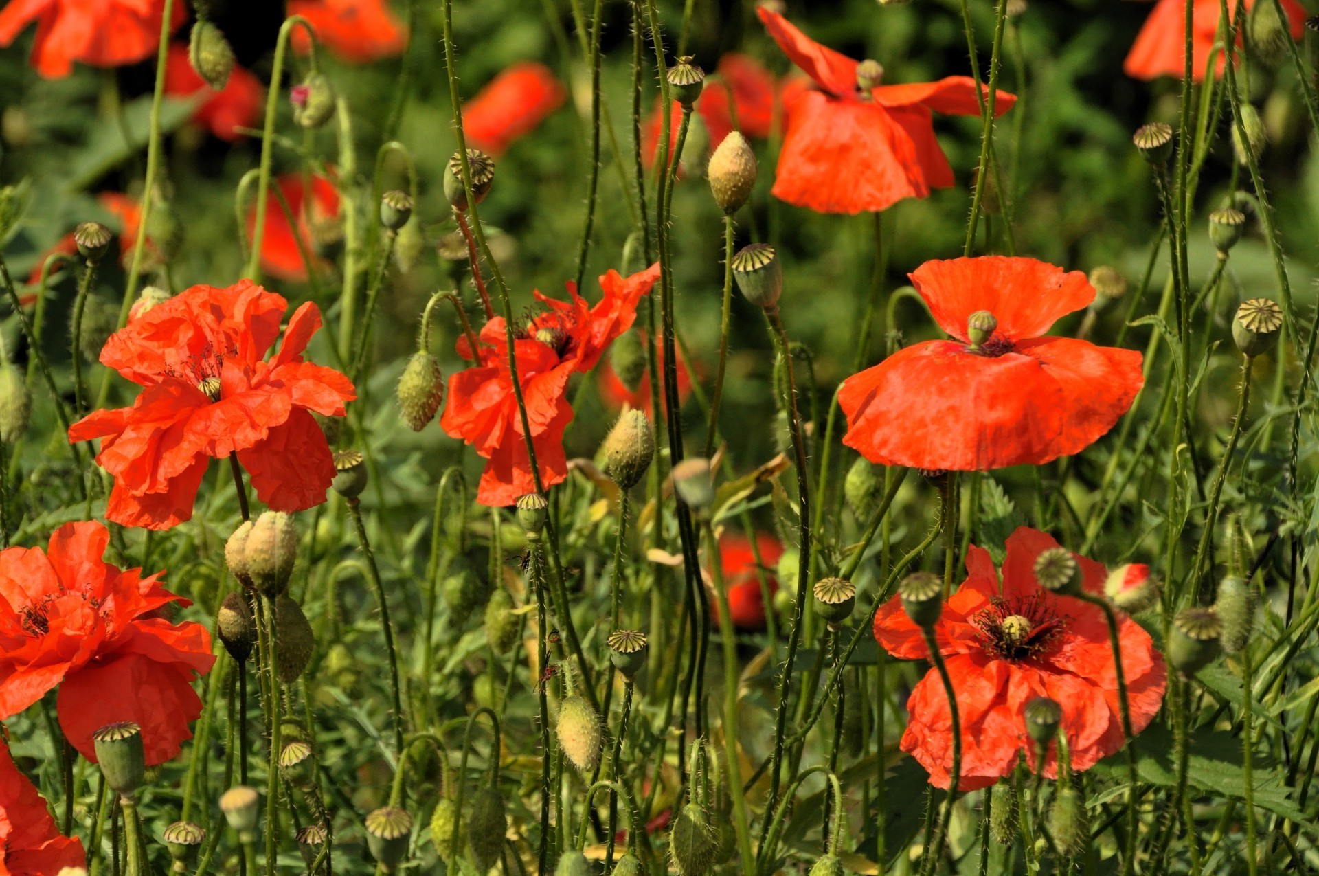 flowers poppy flower nature flora summer field garden outdoors grass rural blooming floral hayfield petal leaf bright wild color season