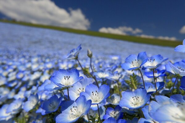 Campo de flores pequeñas azules