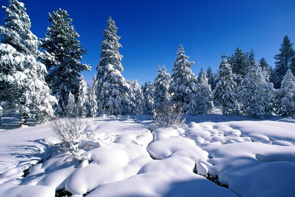 Forest spruce in the cold cold