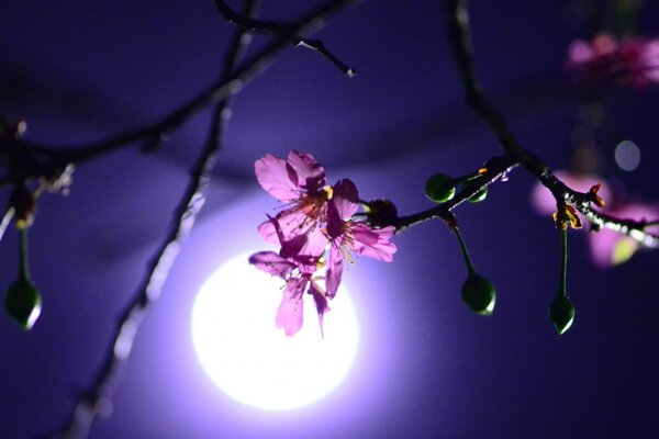 A flower in the rays of the moon at night