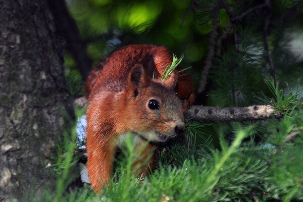 An experienced squirrel in a summer forest