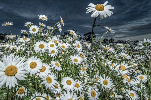 Hola margaritas, que la limpieza de los campos de todos nuestros