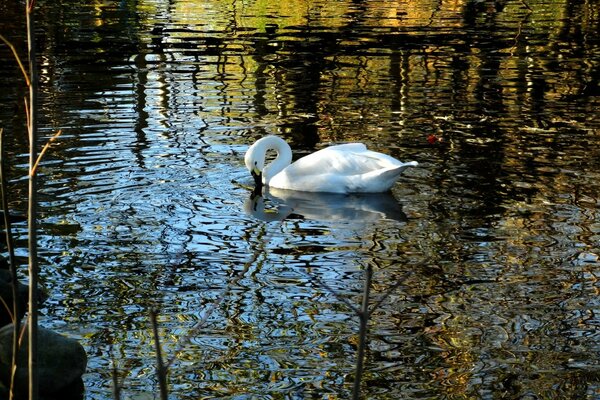 Reflet d un cygne dans le bassin du lac