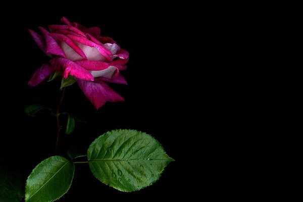 Velvet rose petals in a black square