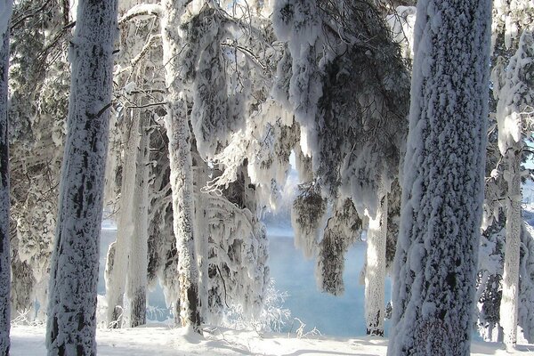 Forêt rare dans la neige