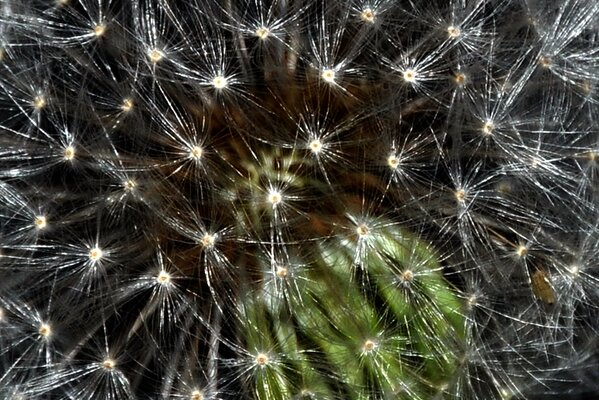 Löwenzahnsamen im Zunehmen auf dem Gras