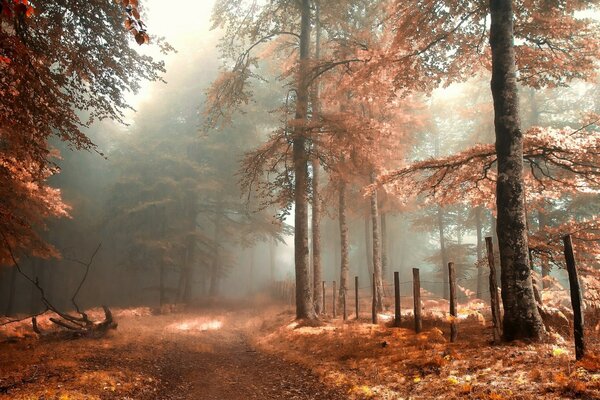 Herbstnebel über dem Waldweg