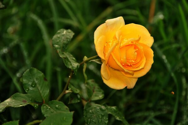 Rose unter der Sonne nach einem leichten Regen