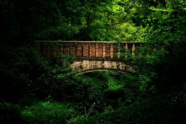 Ponte antiga na floresta