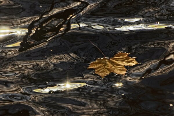 A yellow maple leaf fell to the frozen ground