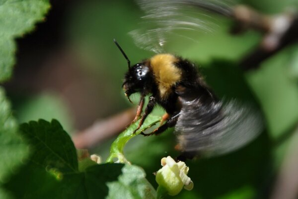 Biene hängt im Flug auf einer Blume