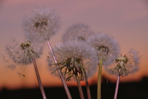 Dandelions on the background of sunset