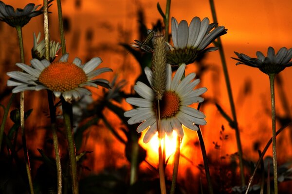 Margherite di Prato estive al tramonto