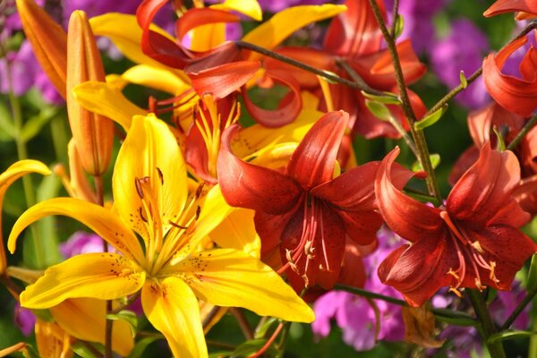 Lírios e outras flores que crescem na rua