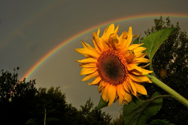 Beautiful nature, rainbow came out, hot summer, flower flora