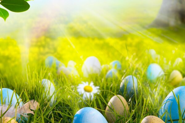 Huevos de Pascua y manzanilla en la hierba de Lee con los rayos del sol que caen sobre ellos