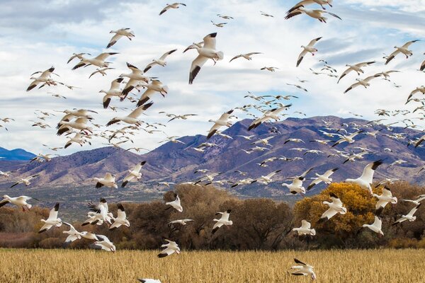 A flock of birds in flight over the field