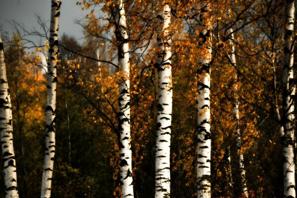 Trunks of white birch trees among yellow leaves, illuminated by the autumn sun