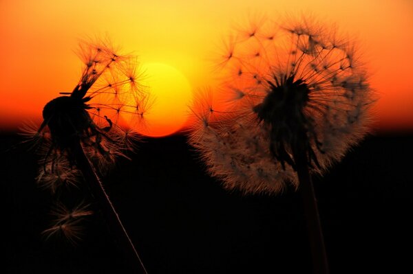 Sagome interessanti alla luce del tramonto