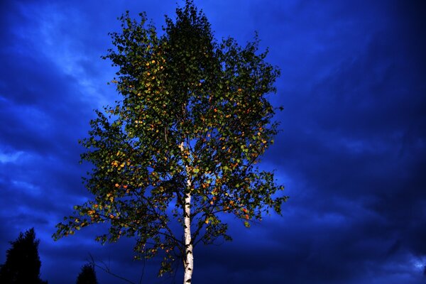 Betulla a canna di carro armato con foglie ingiallite sullo sfondo del cielo notturno blu