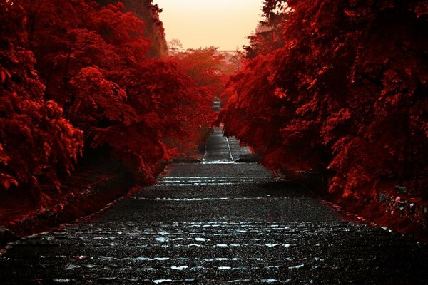 Autumn road down. Beautiful light