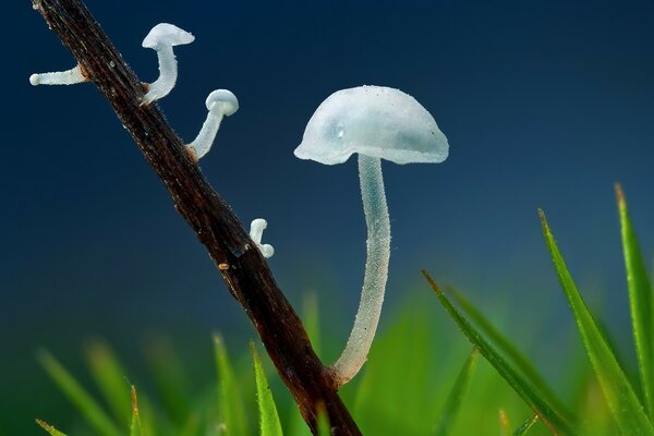 Macro photography fungus husk