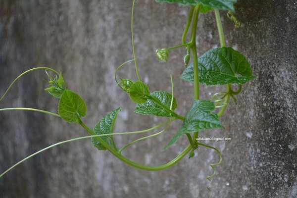 The growth of the leaf garden flora