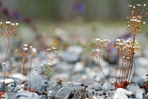 Summer flower captured using macro photography