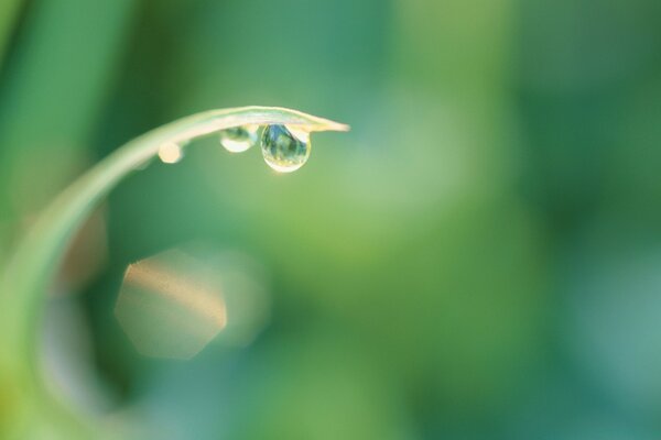 Goutte de rosée sur l herbe photo