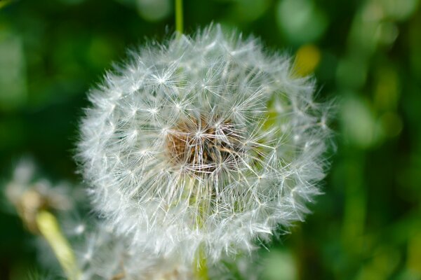 El diente de León de verano sopla con el viento