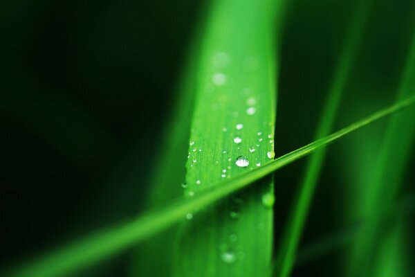 A dewdrop is captured using macro photography