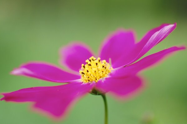 Macroschool de la naturaleza, flor de verano