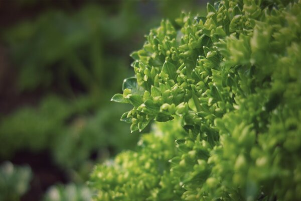 Photographie macro d une plante verte