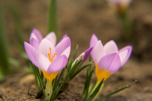 Primi piani di fiori primaverili