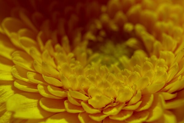 Nucleo di fiore giallo con molti petali