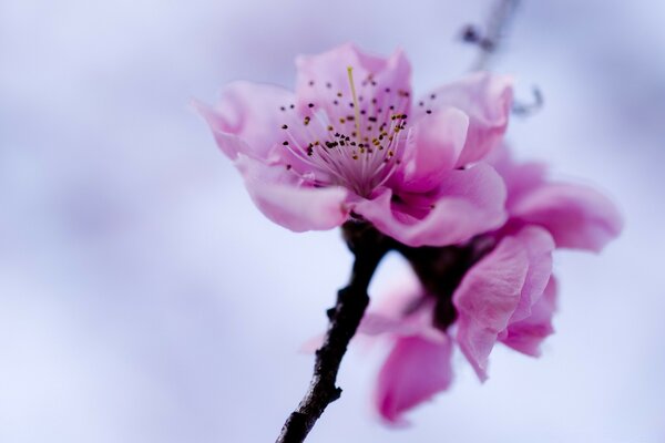 Cherry blossom on the background of a blurred sky