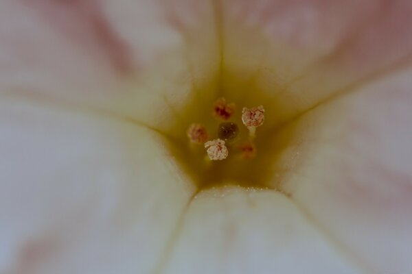 Macro photography of a Flower, enlarged photo