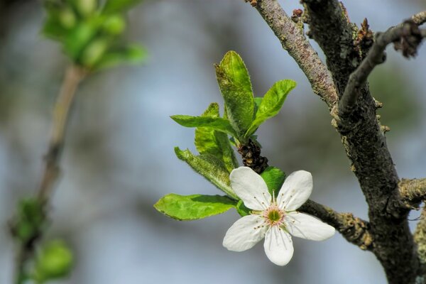 Natural tree branch flower